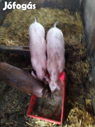 Eladó Sertés malacok érd:06702641337 Zala megye