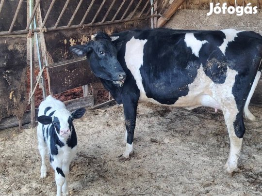 Eladó Szarvasmarha