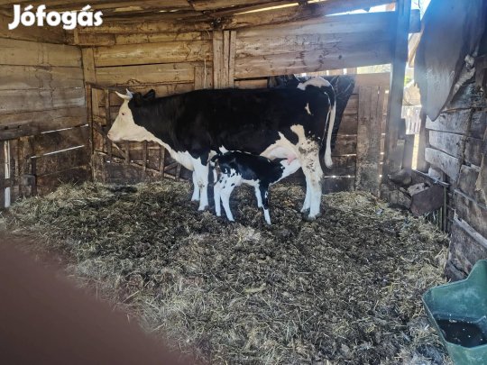 Eladó Szarvasmarha