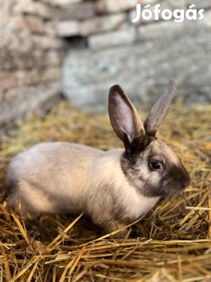 Eladó Székely Nyúl!!Sürgős az eladás!!