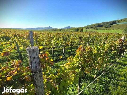 Eladó Szőlőbírtok A Csobánc Árnyékában!