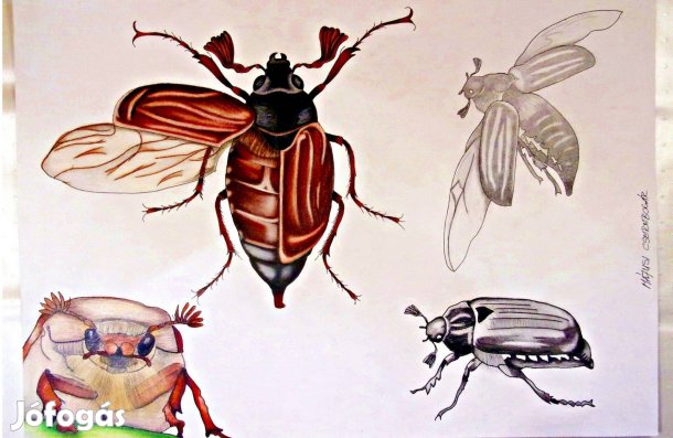 Eladó Tanulmányrajzok szerszámokról eszközökről rovarokról portrék cse