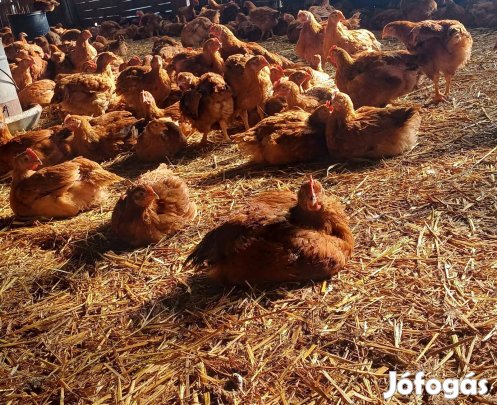 Eladó Tanyasi csirke