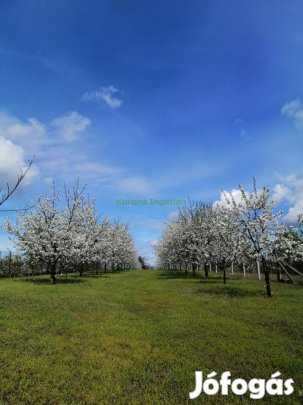 Eladó Telek, Nyíregyháza 13.500.000 Ft