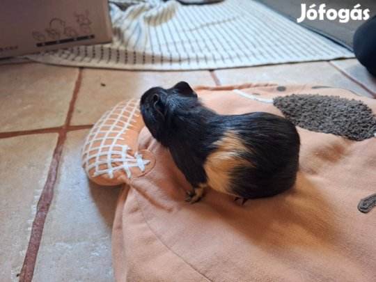 Eladó Tengerimalac mandula