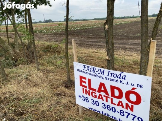 Eladó Termőföld - Szeged