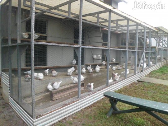 Eladó Texan galambok