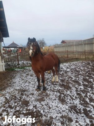 Eladó Tisztavérű Sport póni kanca, mén csikójával