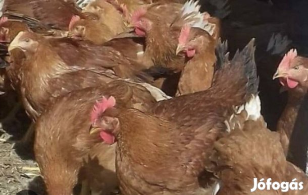 Eladó Tojó tyúkok
