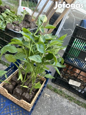 Eladó Toldi F1 palanta 