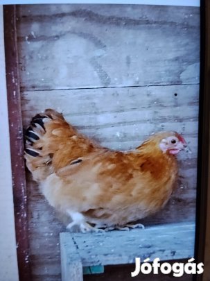 Eladó Törpe Wyandotte