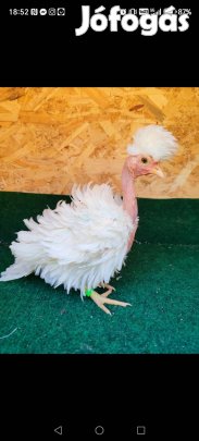Eladó Törpe diszbaromfi tojás keltetni! 