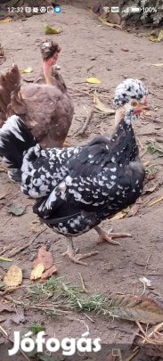 Eladó Törpe(japi) baromfi Lenti! 