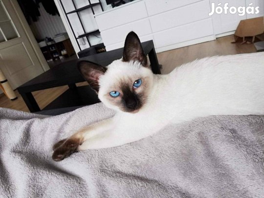 Eladó Törzskönyves Sziámi cica Marosi-Majna kennelből
