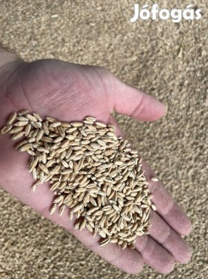 Eladó Tritikálé