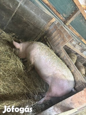 Eladó Turcsi Hízók