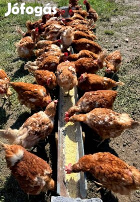 Eladó Tyúkok Tojnak 
