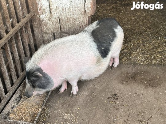 Eladó Vietnámi Koca 