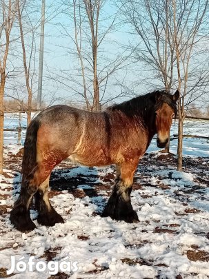 Eladó Yván belga hidegvérű csikó