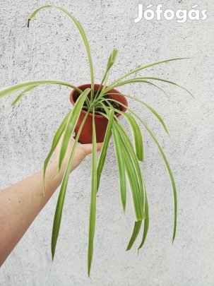 Eladó Zöldike, kukorica virág, csokrosinda