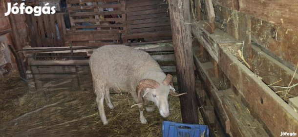 Eladó  5 éves 80 kilós kos vágásra 