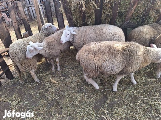 Eladó  7 db Juh