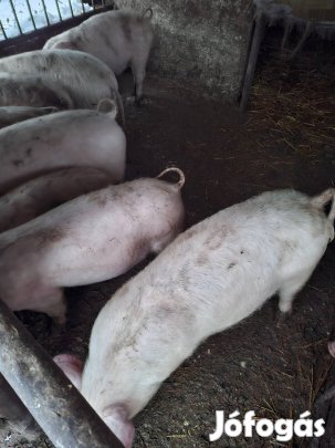 Elado  8 db magyarnagy feher malacok  30/35 kg  Hencidán 