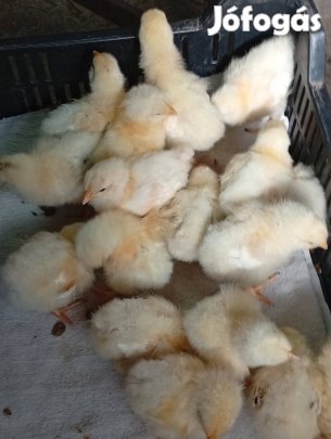 Elado  Amrock és sussek napos csirke