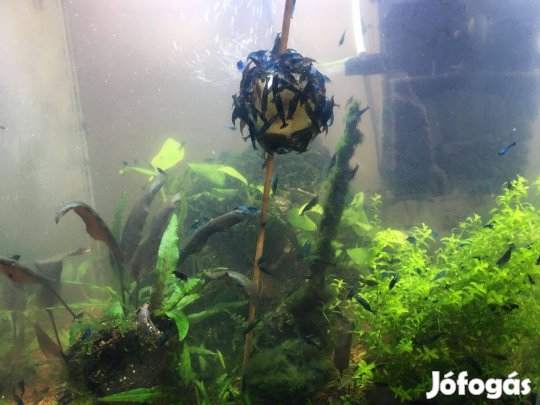 Eladó! Garnéla rákok