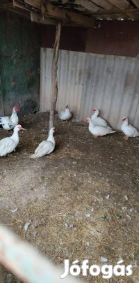 Eladó  Maglódon 8 db néma kacsa 