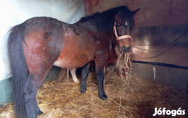 Eladó! érdeklődni a megadott telefon számon! 