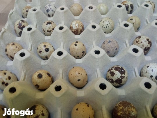 Eladó, folyamatosan kapható fürjtojás