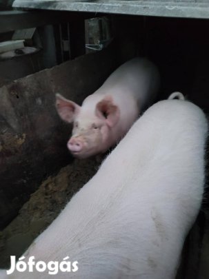 Eladó  sertés