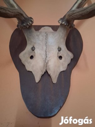 Eladó a képeken látható, mutatós gímszarvas agancs