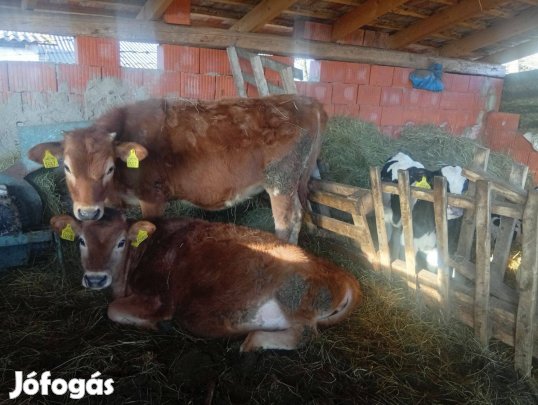 Eladó a képeken látható üszök