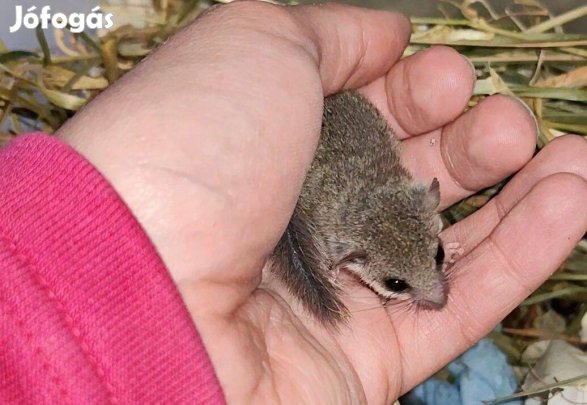 Eladó afrikai ecsetfarkú pele / # kisállat hörcsög mókus