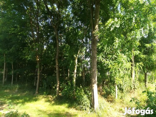 Eladó akác és gyertyán csemete!