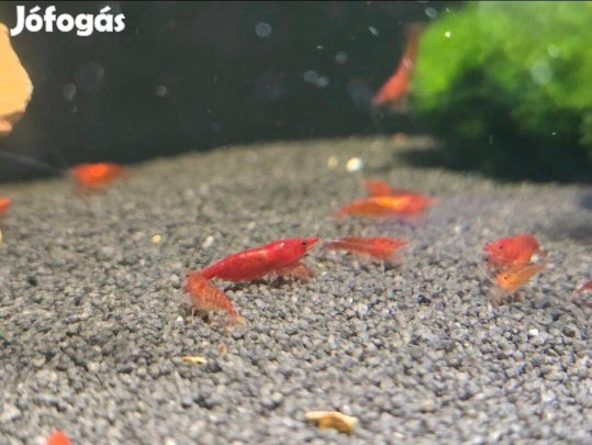 Eladó akvárium