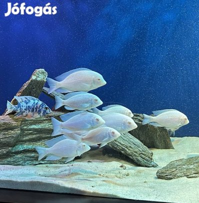 Eladó albínó delfin sügér csapat!