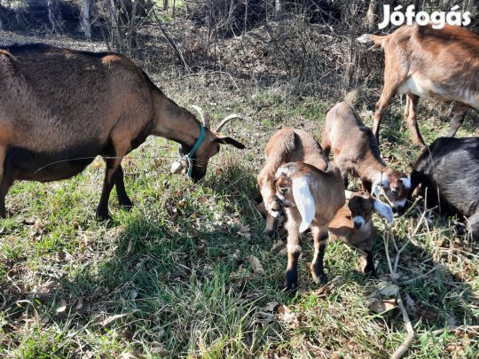 Eladó alpesi és núbiai gidák