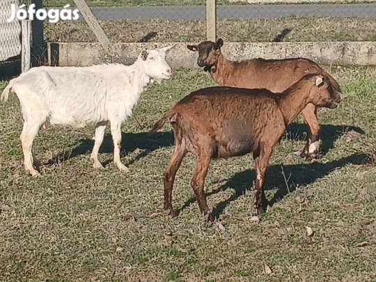 Eladó alpesi és szánentáli kecske jó tejelő állományból. Az állatok mi