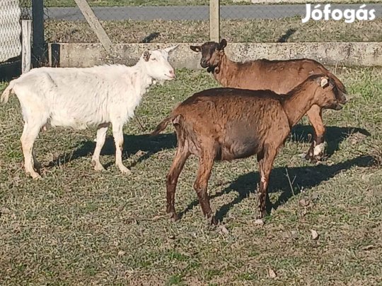 Eladó alpesi és szánentáli kecske jó tejelő állományból. Az állatok mi