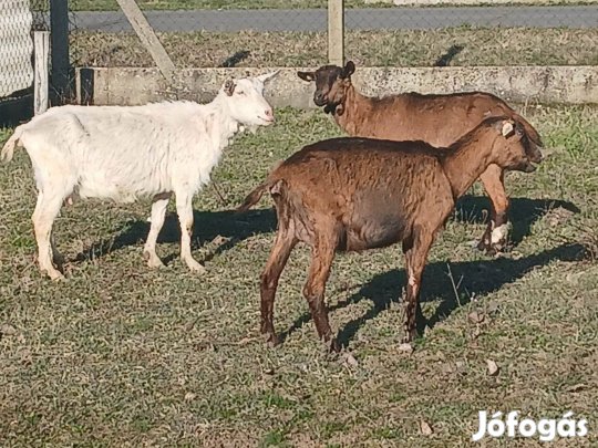 Eladó alpesi és szánentáli kecske jó tejelő állományból. Az állatok mi
