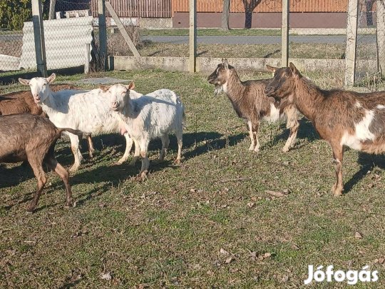 Eladó alpesi és szánentáli kecske jó tejelő állományból. Az állatok mi