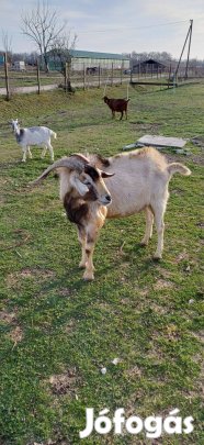 Eladó alpesi jellegű bak