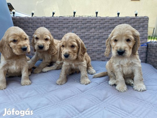 Eladó angol cocker spániel kiskutyát
