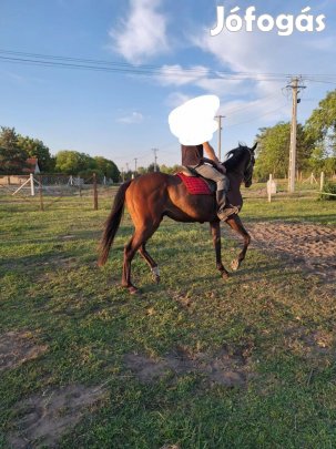 Eladó angol telivér