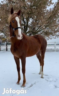 Eladó angol telivér mén csikó