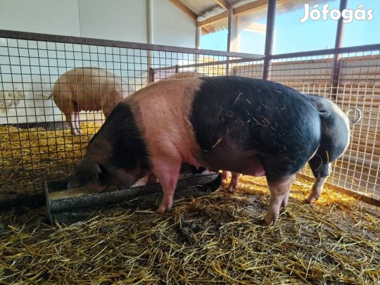 Eladó anya disznó