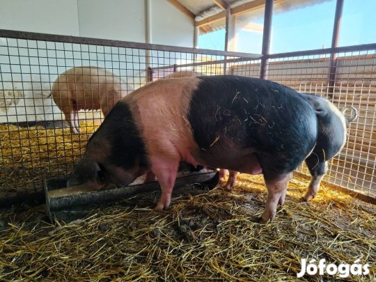 Eladó anya disznó
